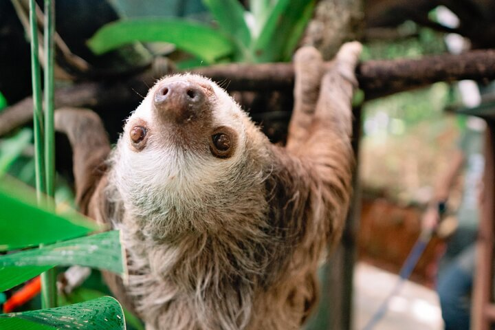 KSTR Re-Wilding Center Manuel Antonio (Sloth/Primate Park)  - Photo 1 of 10